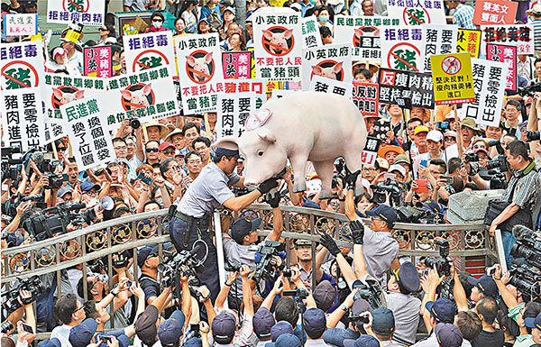 ■台灣「立法院」場外抗議美豬進口的民眾將大道具豬扛進院內。 中央社